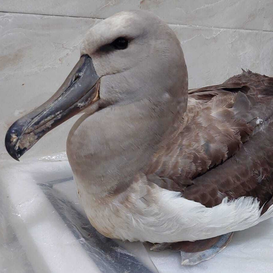 Hooked Salvins Albatross 1