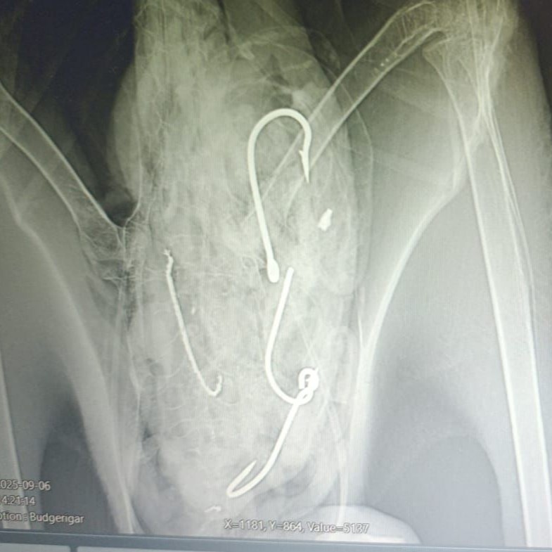 Hooked Salvins Albatross 2