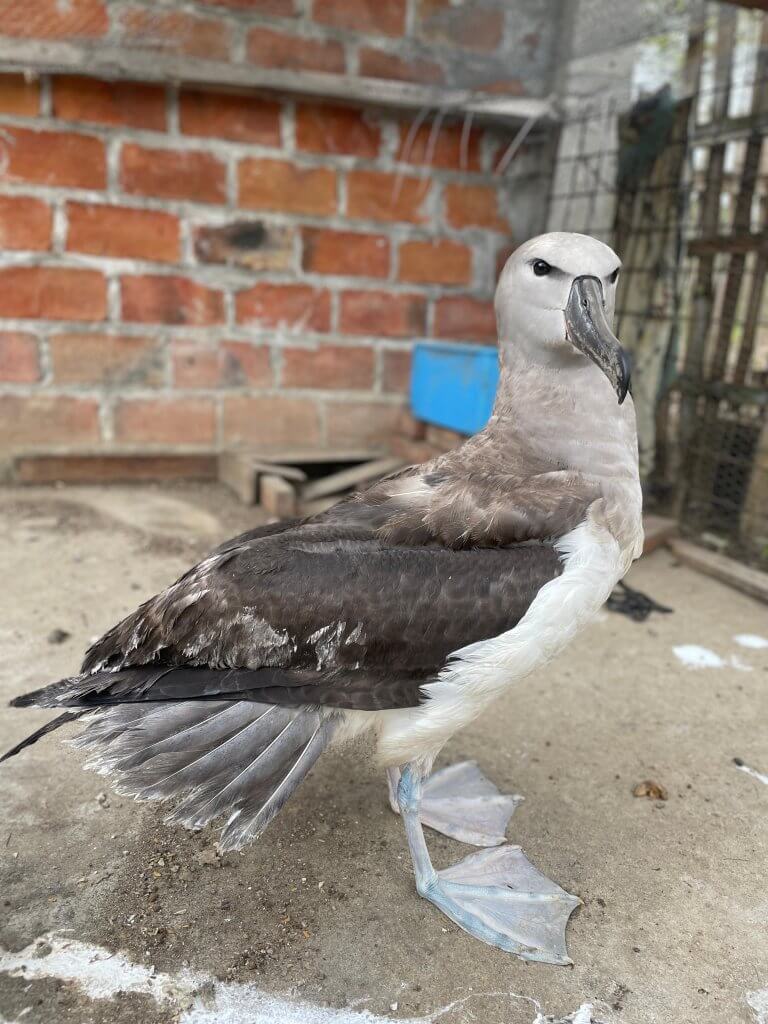 Salvins Albatross Rehab4 Photo by Ruben Aleman Fundacion Juvimar 768x1024