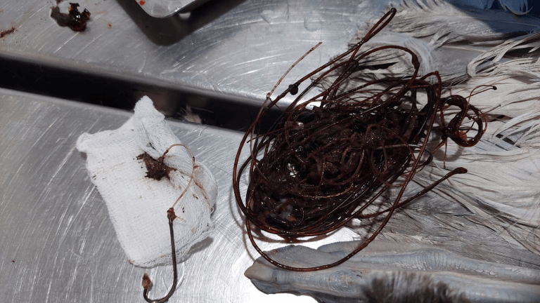 Salvins Albatross ingested gear removal Photo by Ruben Aleman Fundacion Juvimar 768x432