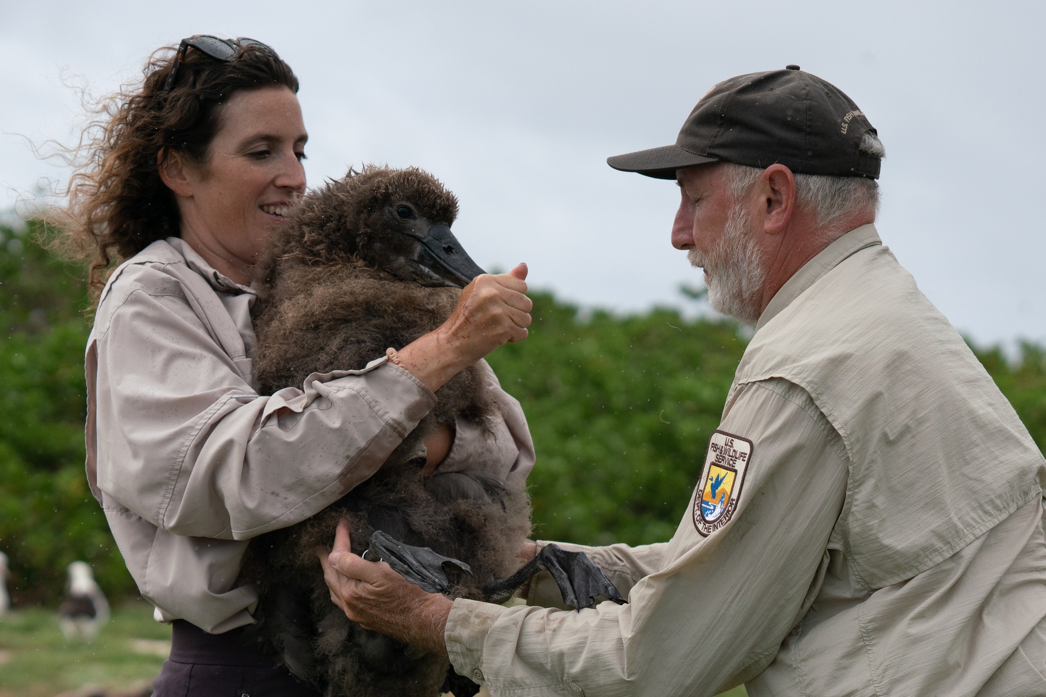 2023 16 April USFWS Laura Brazier and Jon Plissner on Midway Atoll band the STAL chick. FWS Volunteer Andrew Sullivan Haskins 1