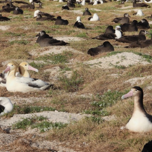 Dec 2025 George and Geraldine and 2019 chick Jon Plissner