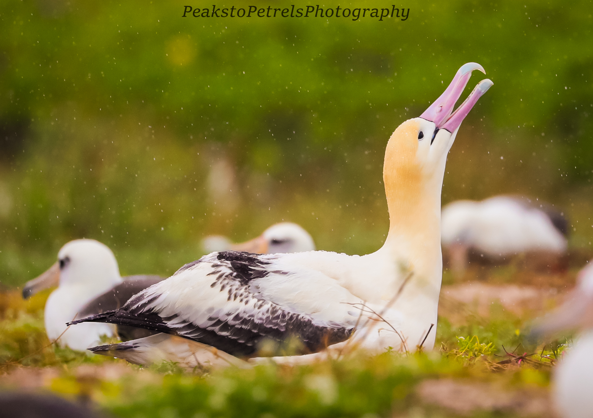 Kure Atoll Short tailed Albatross December 2024 Isabelle Beaudoin