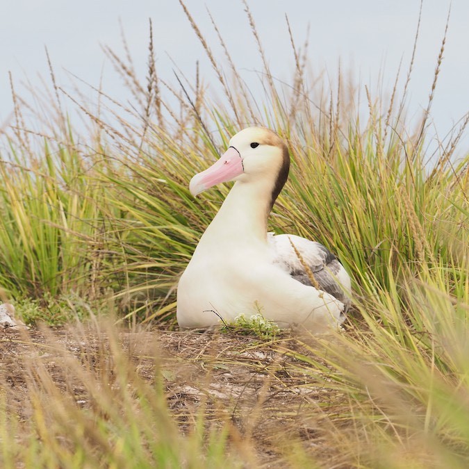 Nov 2025 Short tailed Kure Atoll 2