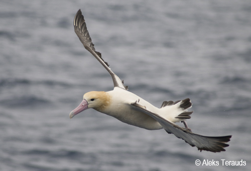 Short-Tailed_Albatross_by_Aleks_Terauds1