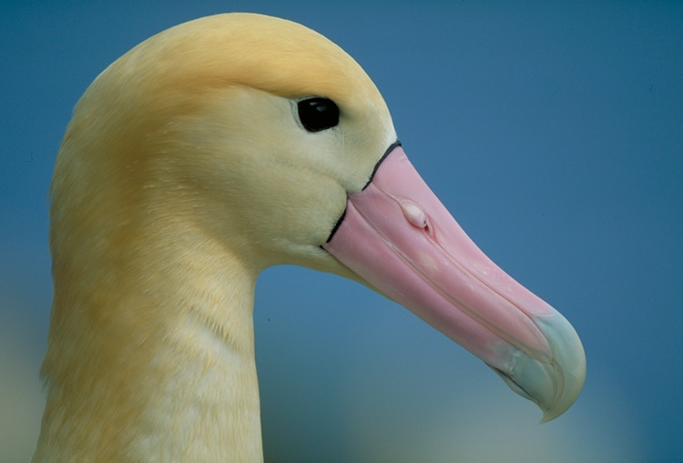 Short tailed Albatrosses by Hiroshi Hasegawa