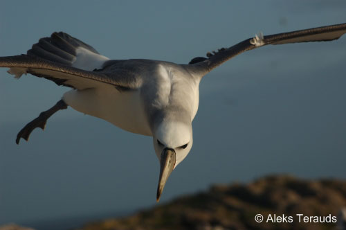 Shy Albatross flying by Aleks Terauds
