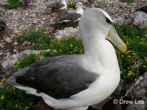 Shy Albatross on Albatross Island by Drew Lee