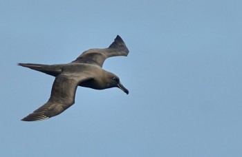 Sooty near Amsterdam Kirk Zufelt s