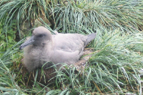 Sooty_Albatross_chicks_by_Marianne_de_Villiers