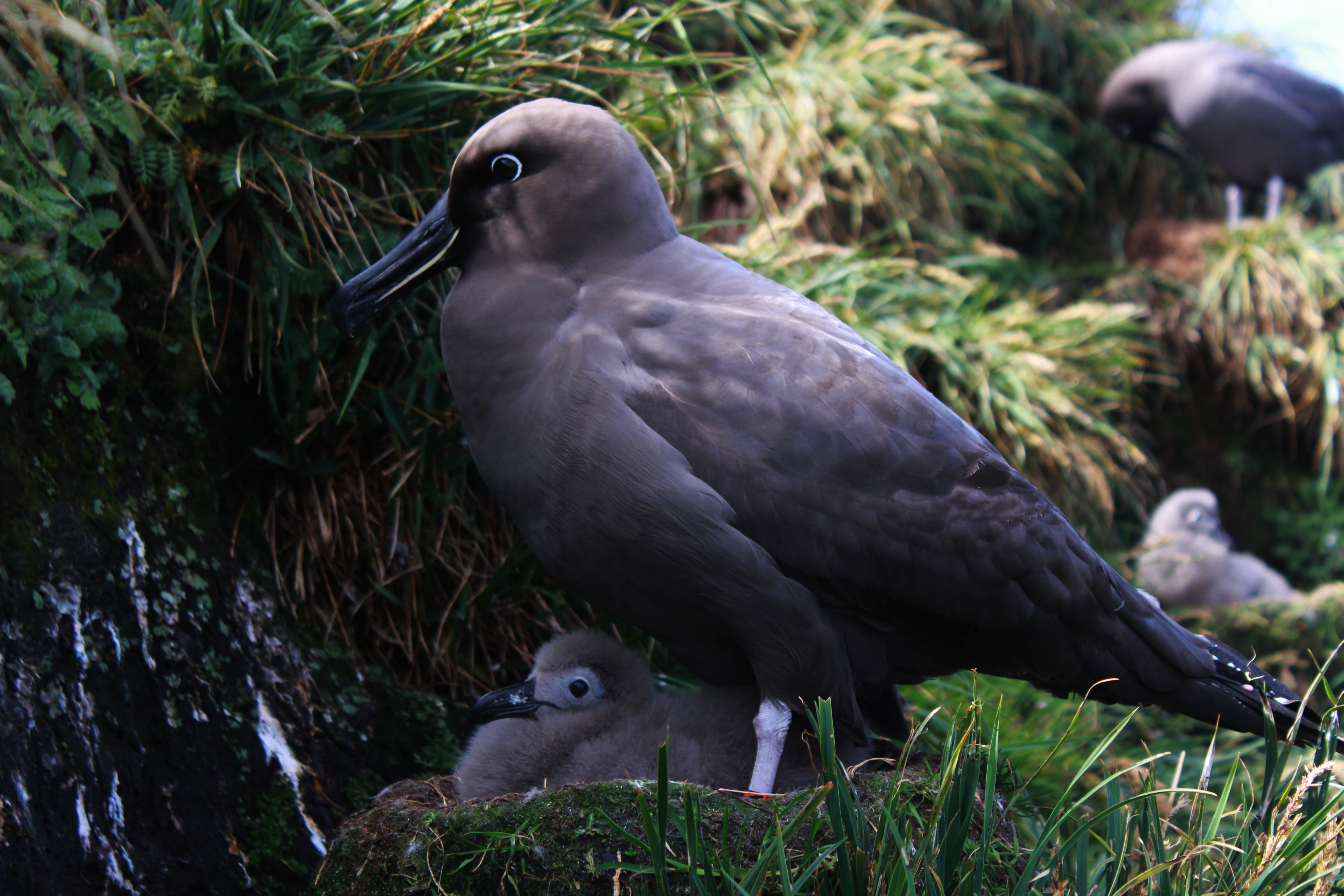 Stefan Schoombie Sooty Albatross with chick