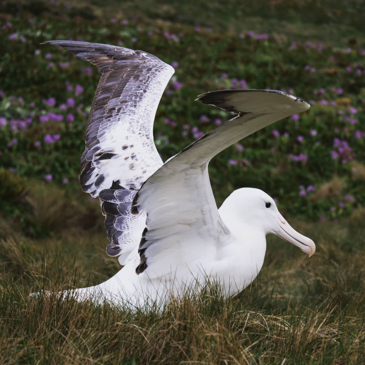 Hannah Shand Southern Royal Albatross Campbell Island