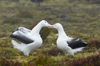 Southern Royal Albatross Pair Enderby Island Barry Baker s