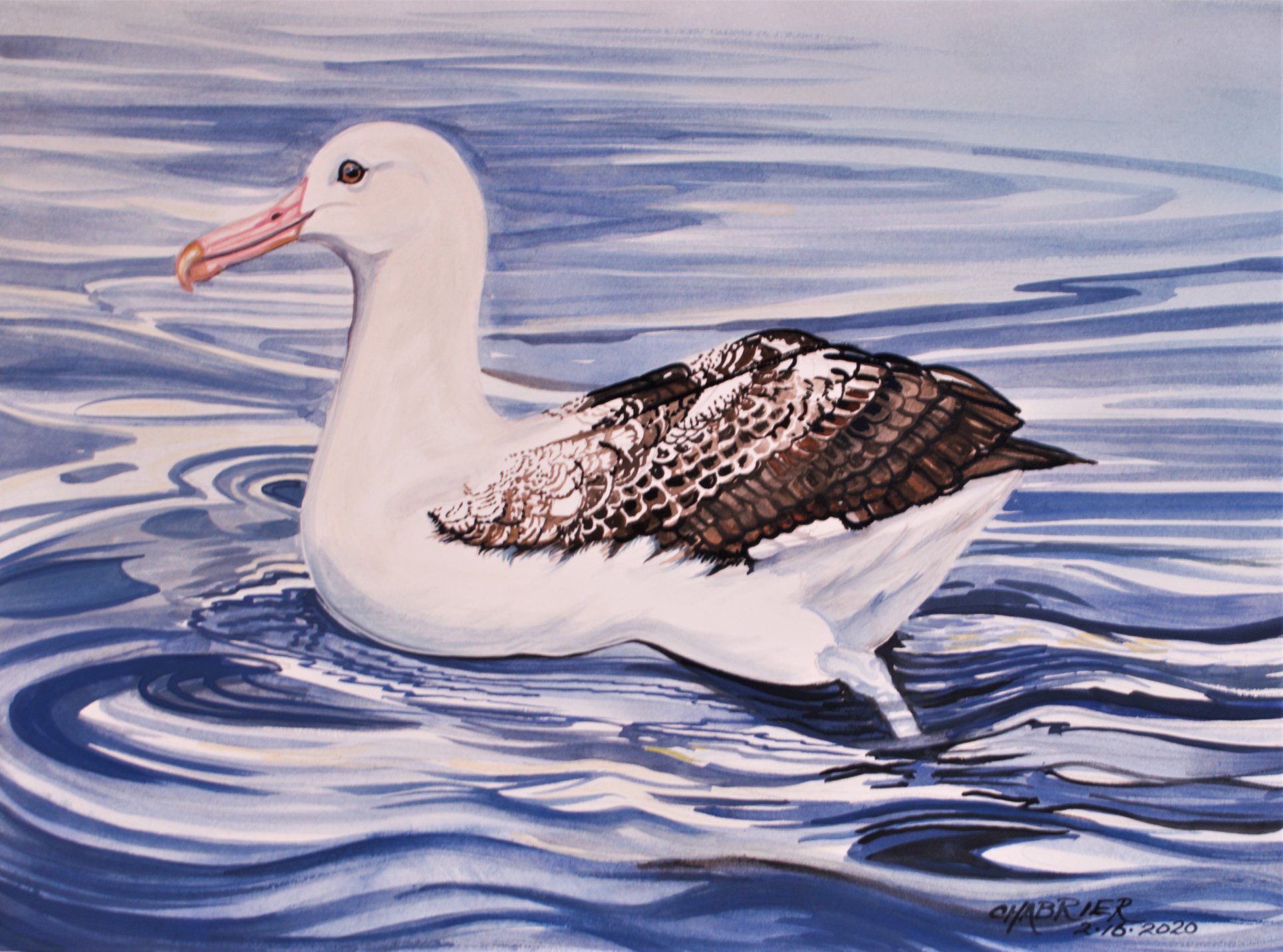 Southern Royal Albatross Laurie Johnson Annie Shoemaker Magdaleno.1