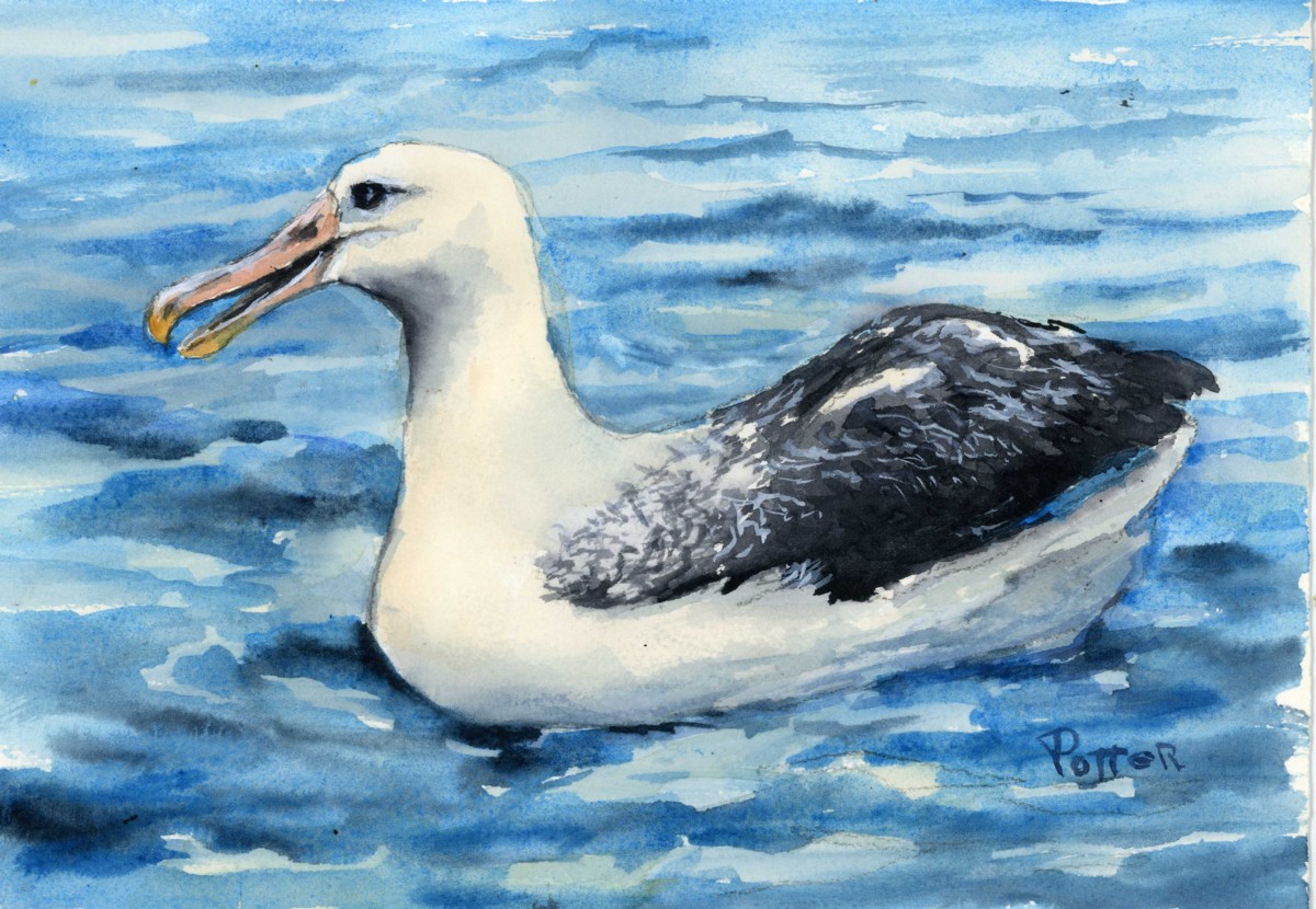 Southern Royal Albatross Laurie Johnson Virginia Potter Lo qual