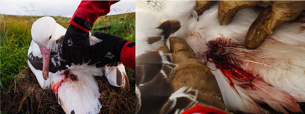 Adult tristan albatross with back wounds from mice 2018 Left Kate Lawrence Right Jaimie Cleeland