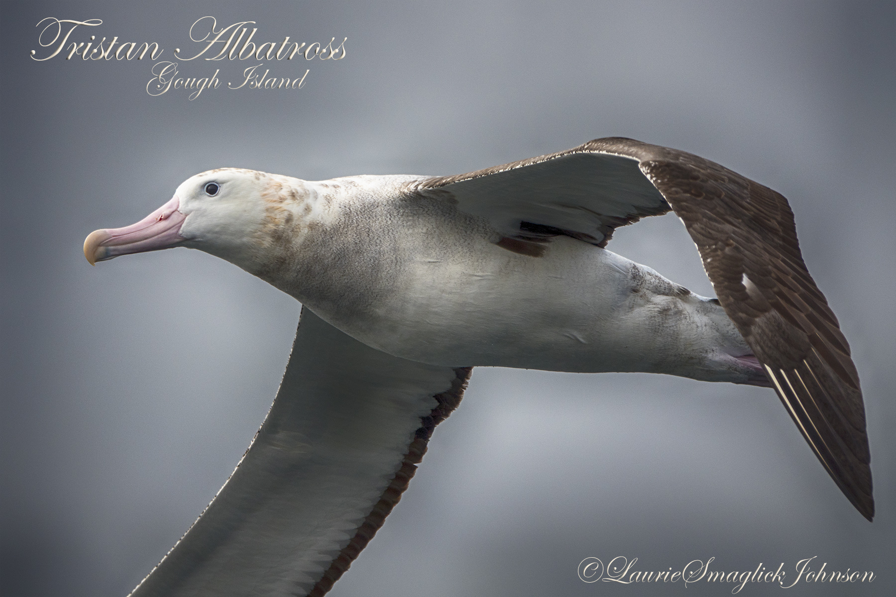 Laurie Smaglick Johnson AlbatrossTristan187