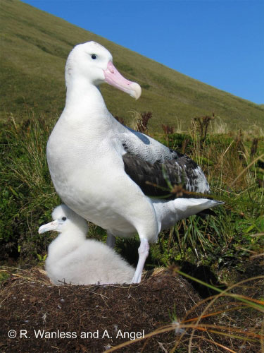 Tristan_Albatross_by_Ross_Wanless_and_Andrea_Angel