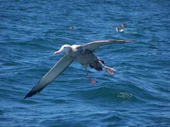 tristan_albatross_c51_off_uruguay_martin_abreu