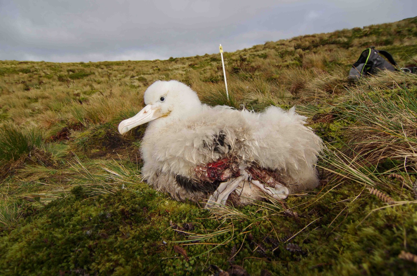 Wounded chick Karen Bourgeois Sylvain Dromzee