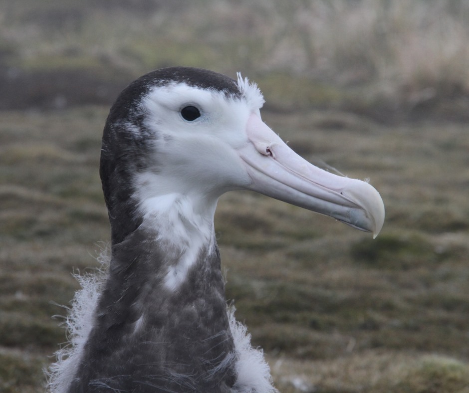 Alex Dodds Nova Wandering Albatross chick