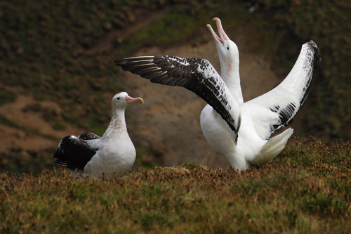 Wandering albatross display by Rowan Treblico