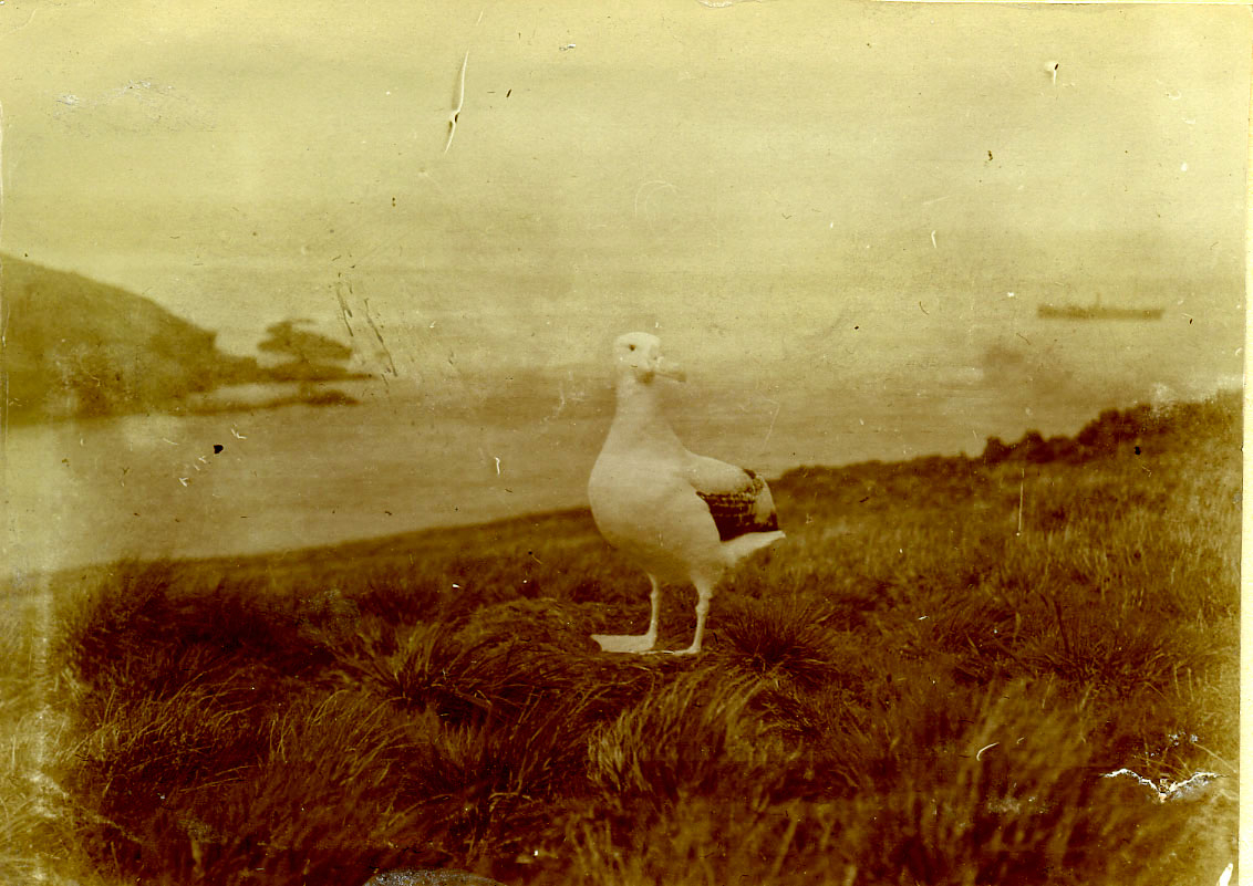 Albatrosses by the nest Solglimt first voyage Possession Crozets Harboe Ree 1907 08 Vestfoldarkivet 1