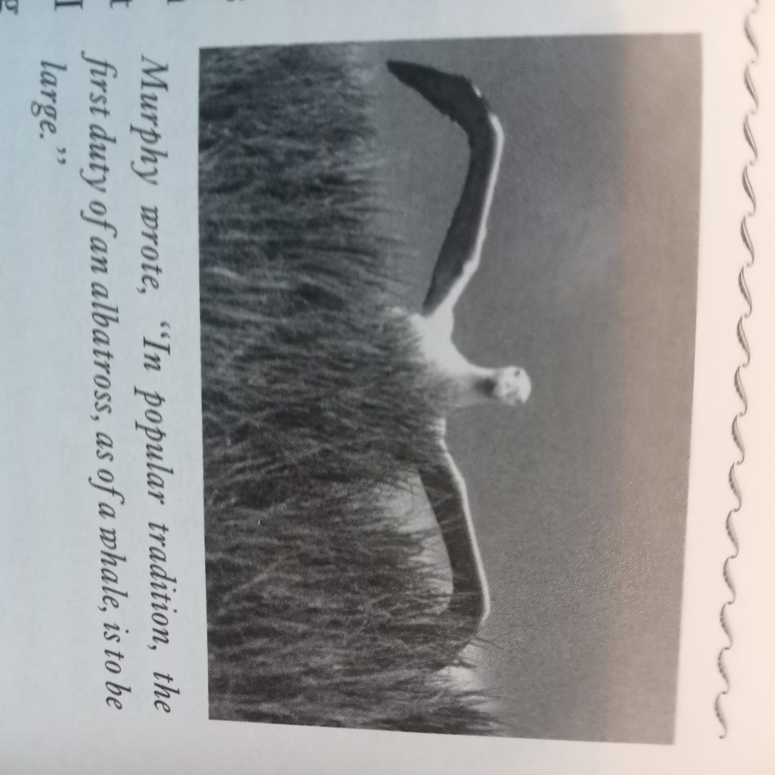 Murphy Albatross Island South Georgia