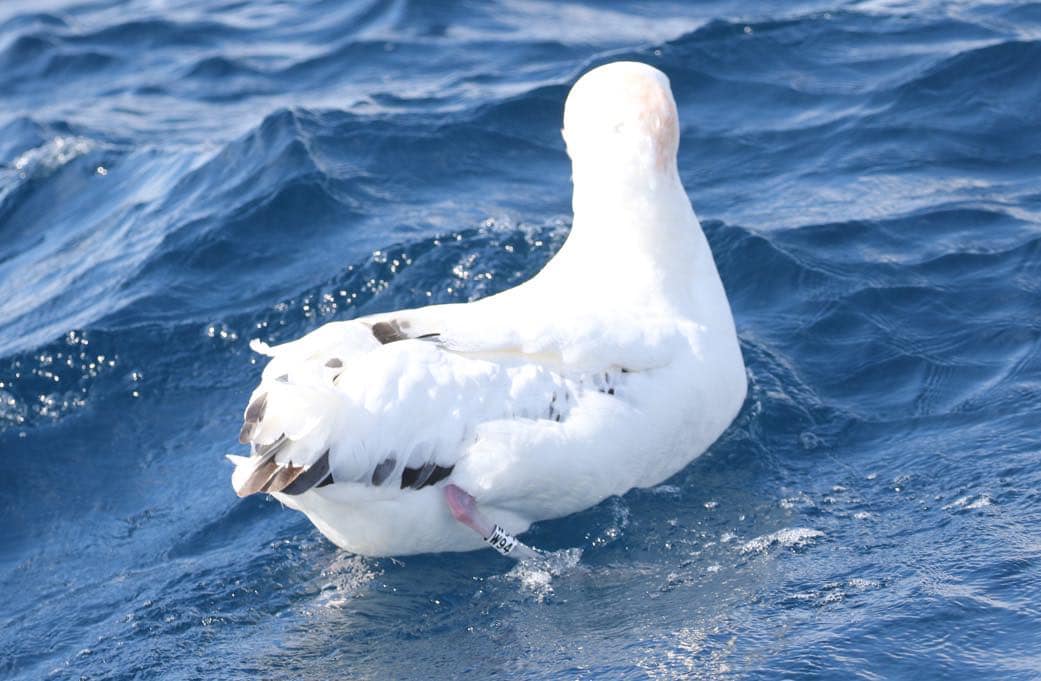 W94 Wandering Albatross Xu Shi 1