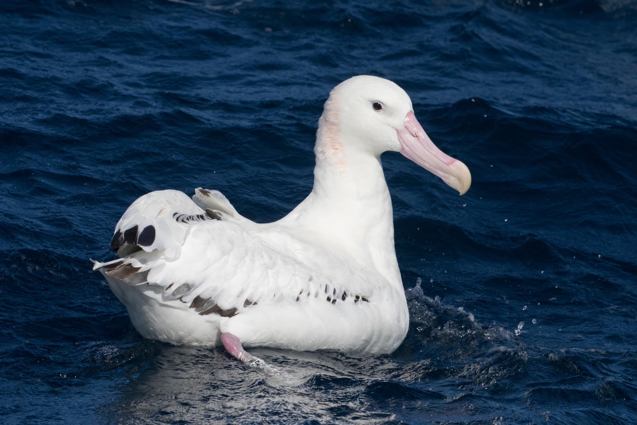 W94 Wandering Albatross Xu Shi 3