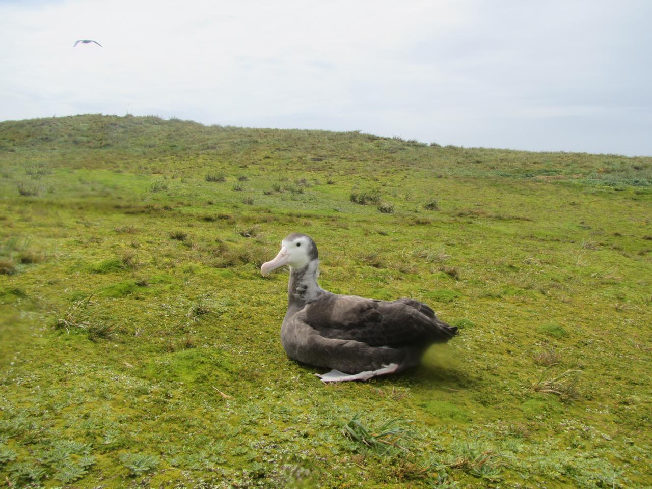 Wanderer 2022 chick Marion Island Lucy Smyth