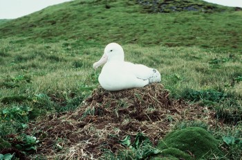 Wandering Albatross Heard Island Gavin Johnstone s