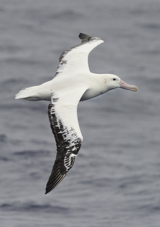 Wandering Albatross Drake Passage Kirk Zufelt