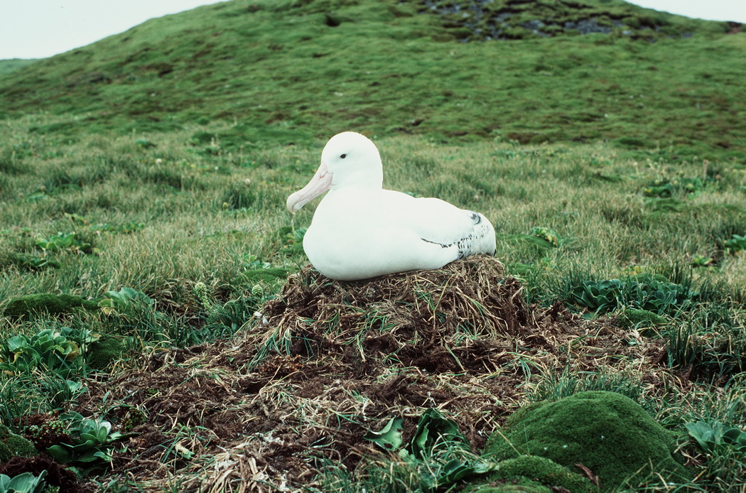 Wandering Albatross Heard Island Gavin Johnstone