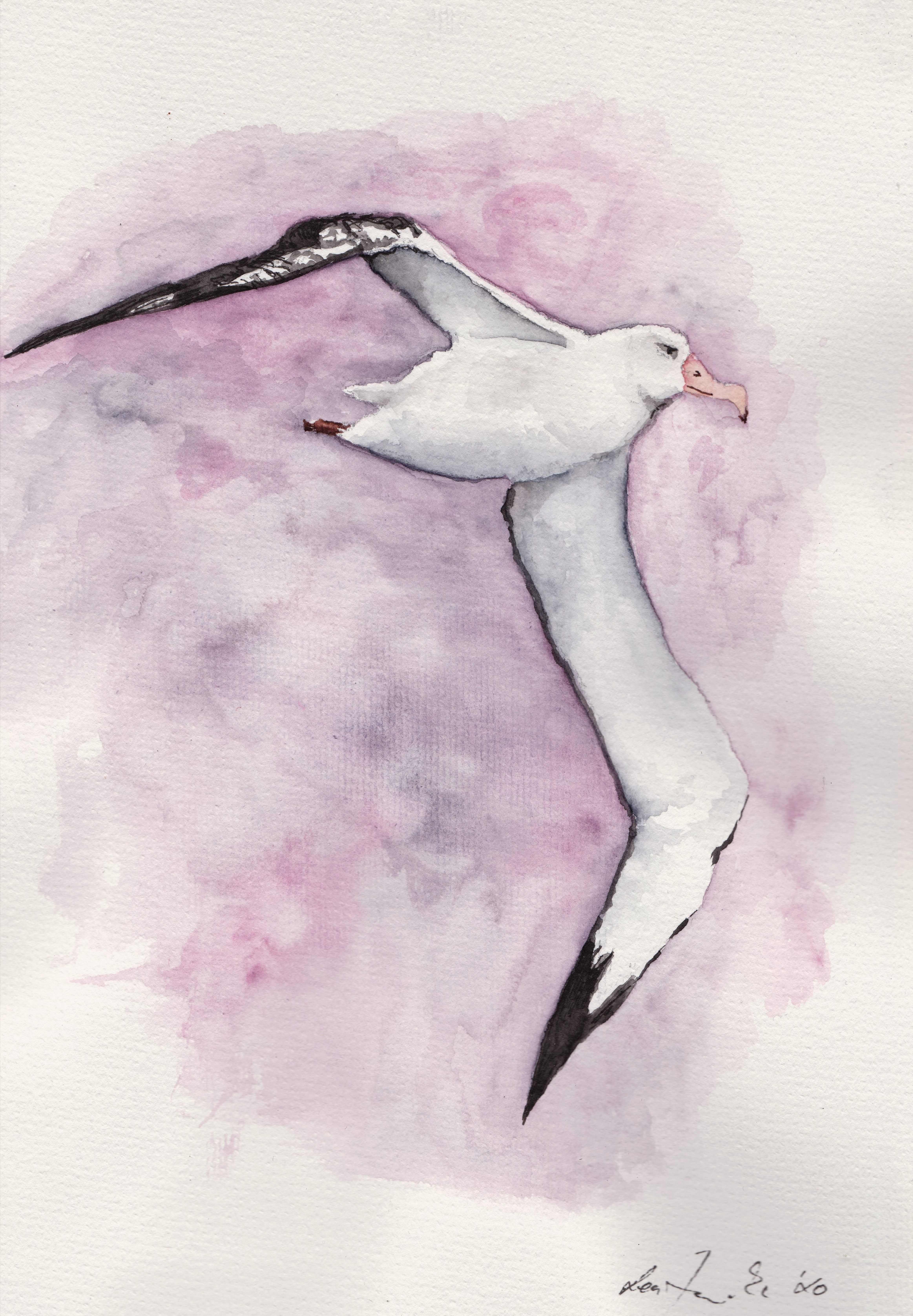 Wandering Albatross Kirk Zufelt Lea Finke HQ