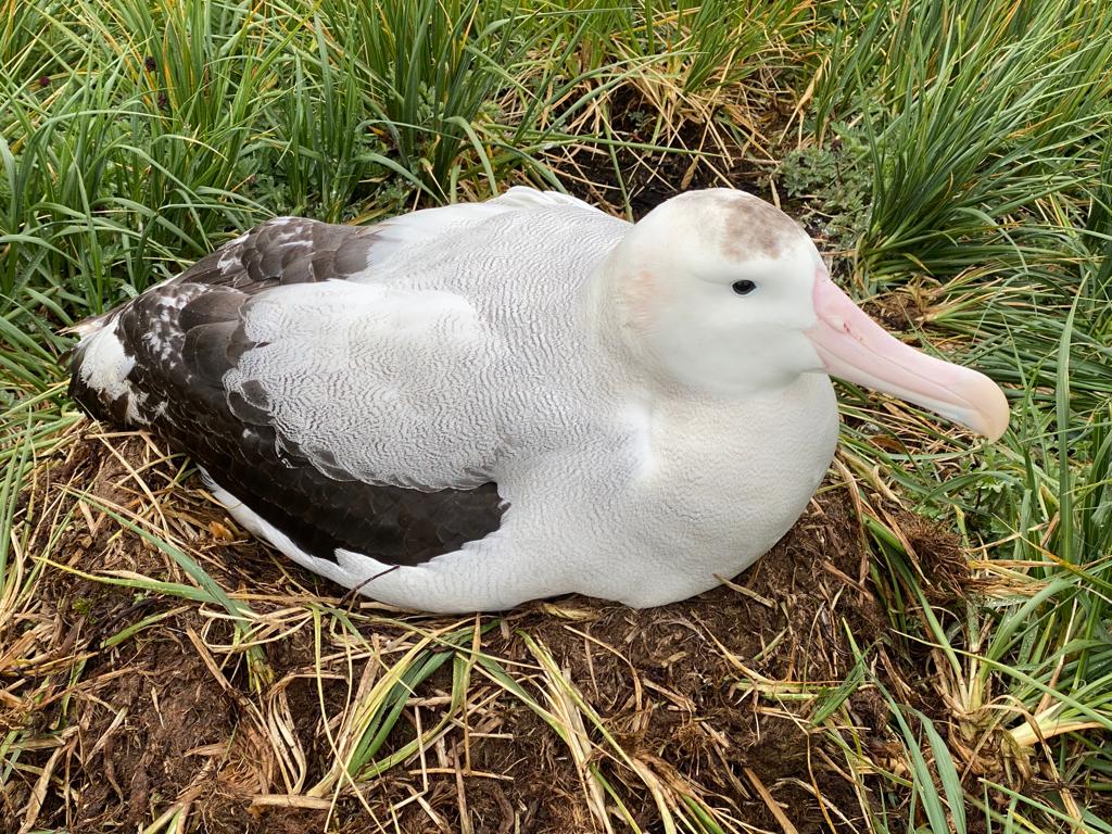 french ringed WA