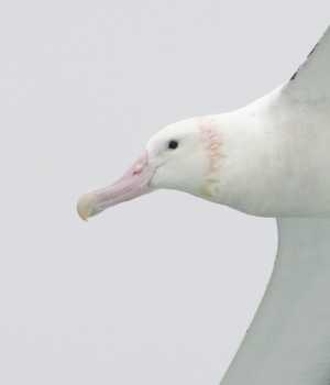 wandering albatross pink stain2 john chardine