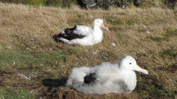 wandering albatrosses marion island by john cooper