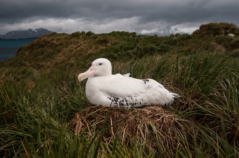Wandering Albatross Prion Island Anton Wolfaardt