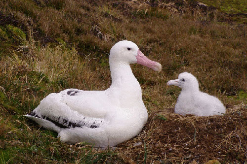 Wandering Albatross by John Cooper