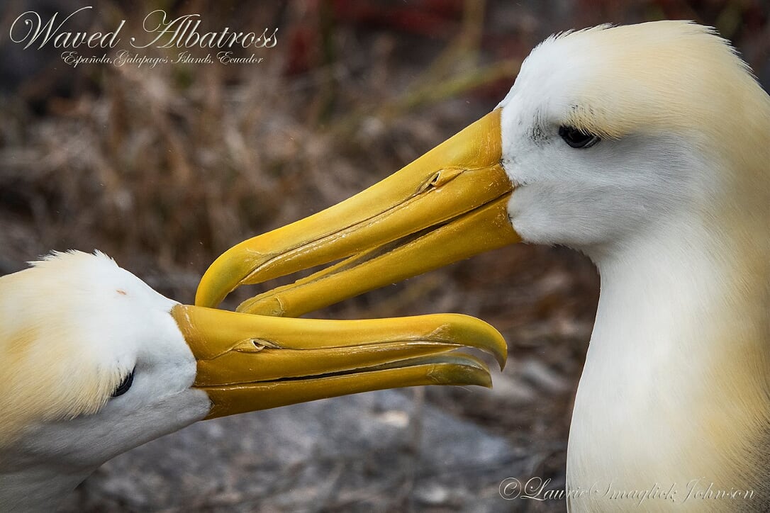 AlbatrossWaved084