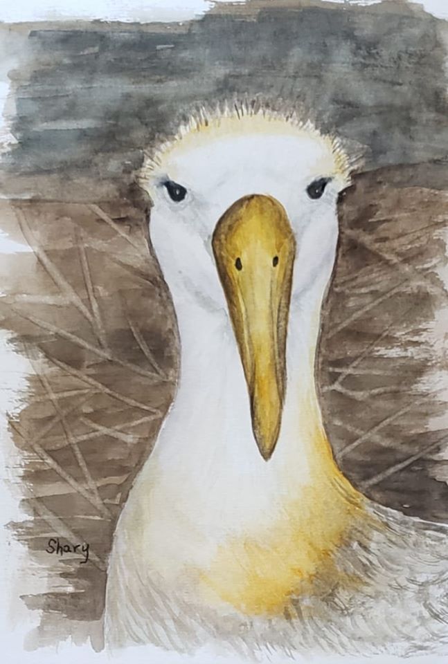Waved Albatross Laurie Johnson Shary Page Weckwerth