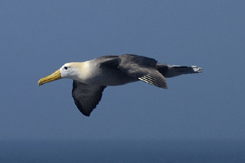 Waved_Albatross_flying_by_Barry_Baker
