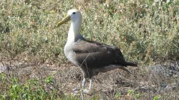 waved albatross adult john cooper