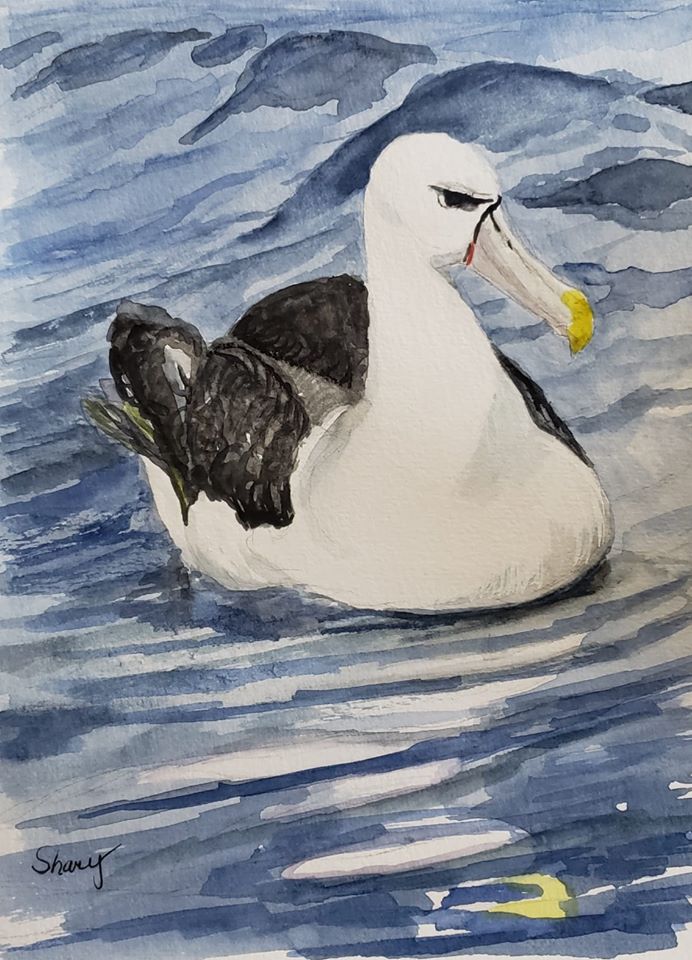 White capped Albatross Laurie Johnson Shary Page Weckwerth