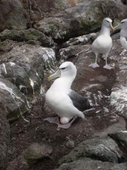 White-capped Albatross by Matt Charteris