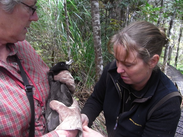 Biz Black Petrel banding shrunk