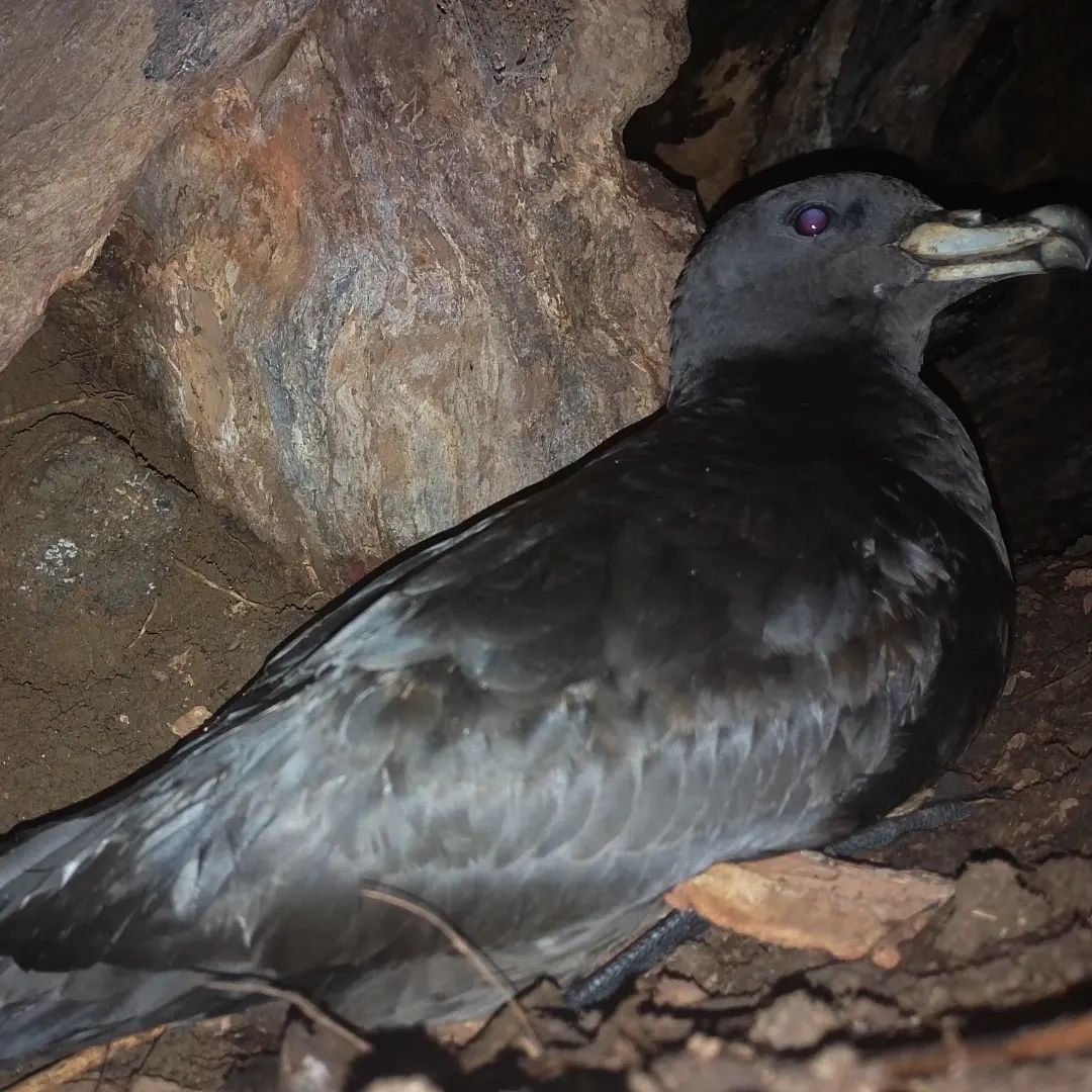 Joanna Sims DabchickNZ Black Petrel