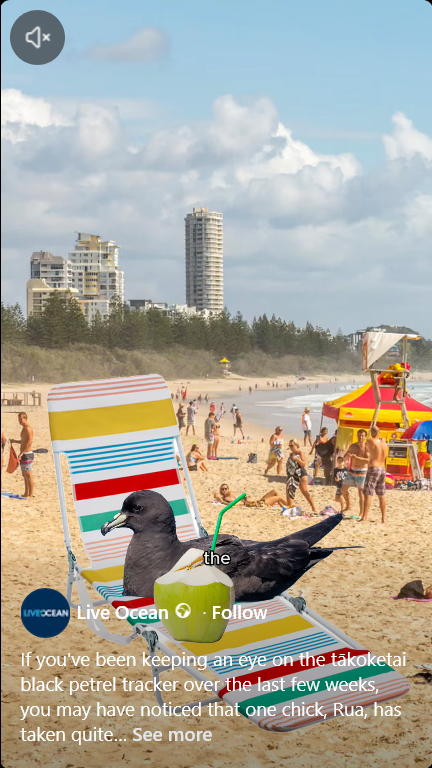 Rua Black Petrel Gold Coast