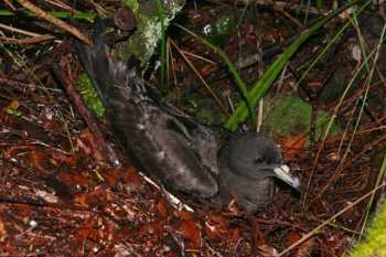 black petrel dave boyle